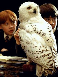 Hedwig's Theme  Music of Harry Potter